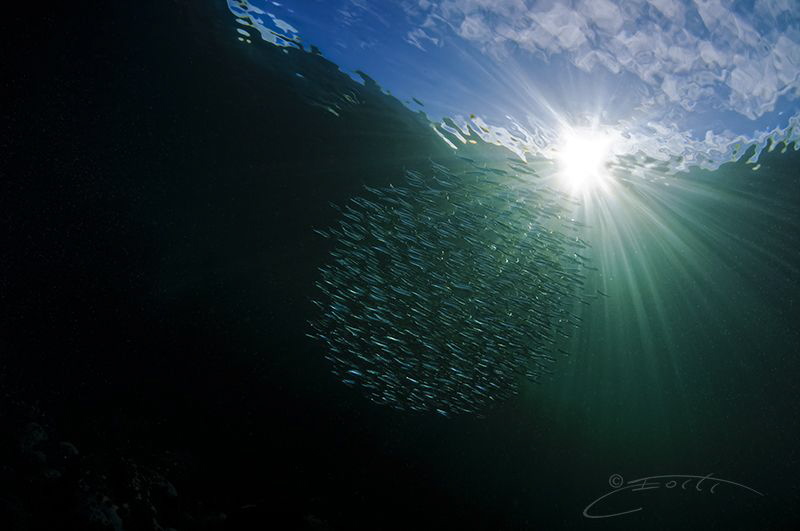 ~ Chandelier ~ by Geo Cloete 