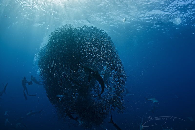 ~ In the Thick of Things ~ by Geo Cloete 