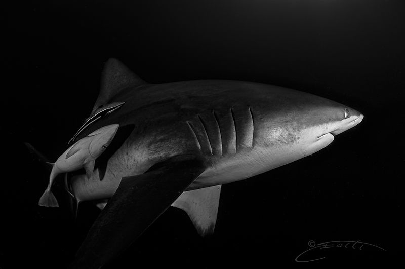 ~ Follow the Light ~ by Geo Cloete 