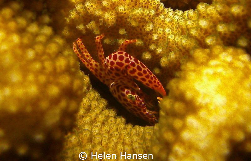 Crab 🦀 sleeping by Helen Hansen 