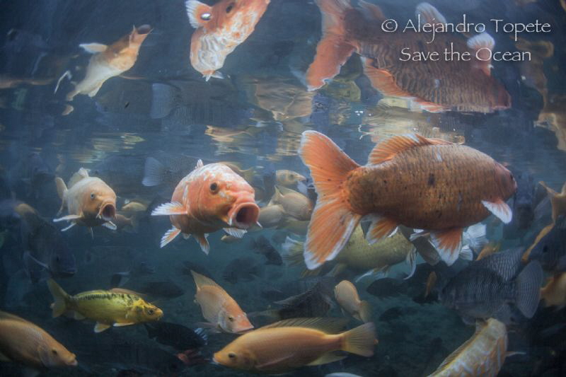 Coy Fishes, Las Estacas Mexico by Alejandro Topete 