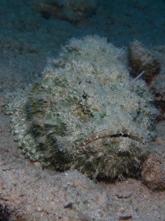 Devil Scorpionfish taken at MFO Pipeline, Nuweiba with Ol... by Nikki Van Veelen 