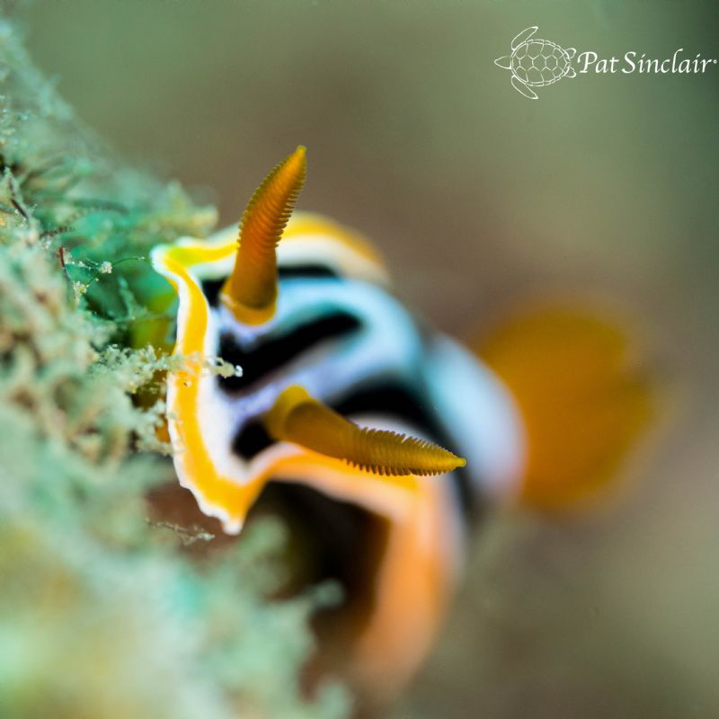 I was experimenting with wider apertures and the CMC and ... by Patricia Sinclair 