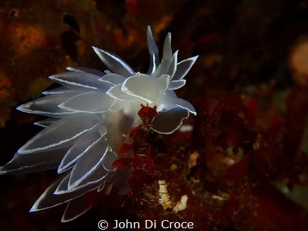 White Lined Dirona taken in Puget Sound by John Di Croce 