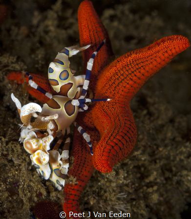 Flip it over to get to the soft flesh. Harlequin shrinp i... by Peet J Van Eeden 