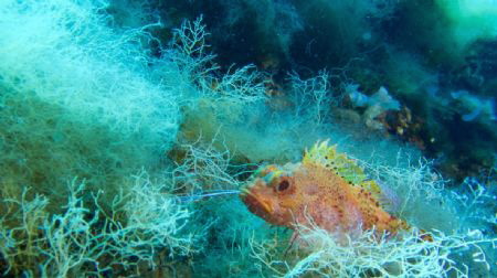 Orange stone fish by David Ferreira 