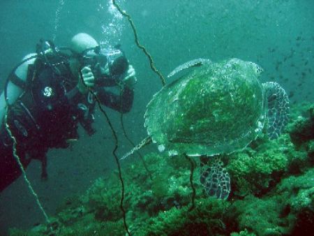 Diver and a loggerhead turtle near Phi Phi island, Thailand by Gordana Zdjelar 