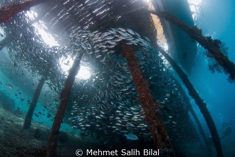 Arborek pier, Raja Ampat. by Mehmet Salih Bilal 