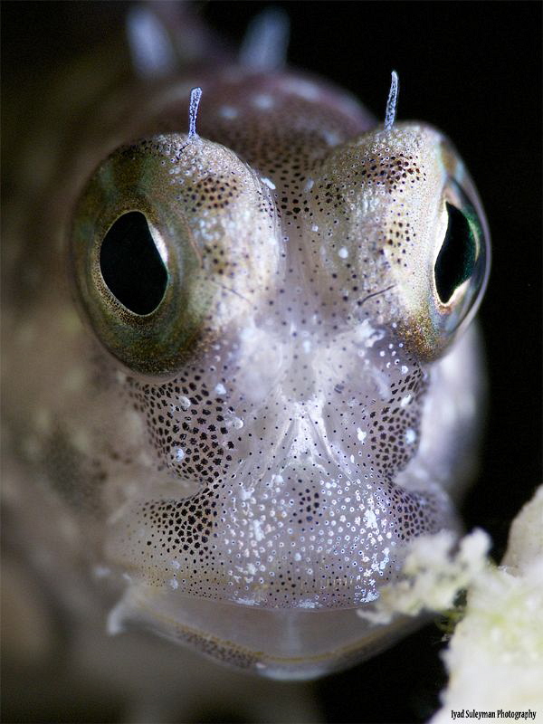 Blenny from Kapalay Island by Iyad Suleyman 