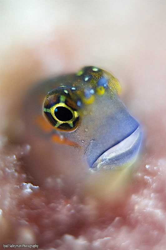 Gulf Blenny by Iyad Suleyman 