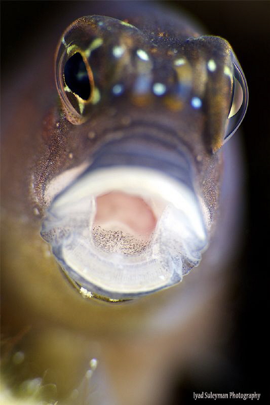 Blenny from the UAE by Iyad Suleyman 