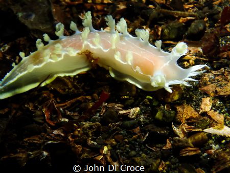 Diamond Back nudibranch in Puget sound Washington by John Di Croce 