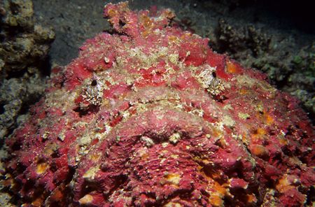 Stonefish.60mm. by Derek Haslam 