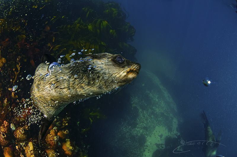 ~ Come with Me ~ by Geo Cloete 