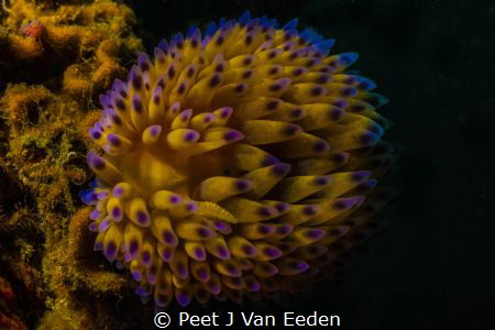 The last glow of the Year. Snooting a  Gasflame nudibranch by Peet J Van Eeden 
