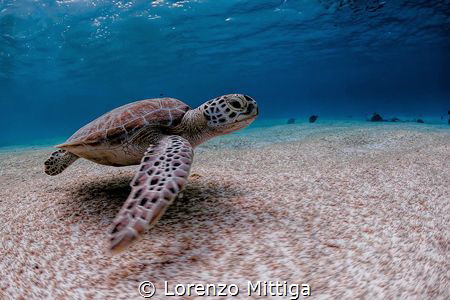 Green Turtle. It is very common to get close to sea turtl... by Lorenzo Mittiga 