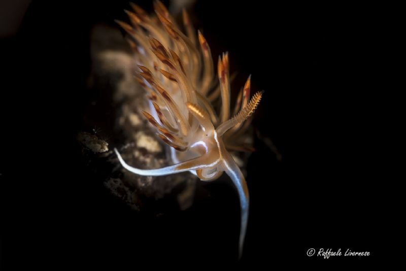 dondice banyulensis with stnooted strobe by Raffaele Livornese 