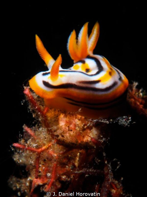 Nudibranch under a snoot. by J. Daniel Horovatin 