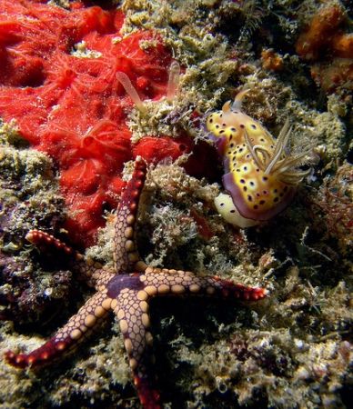 this beautiful nudibranch lives just off Mabul island, Ma... by Mona Dienhart 