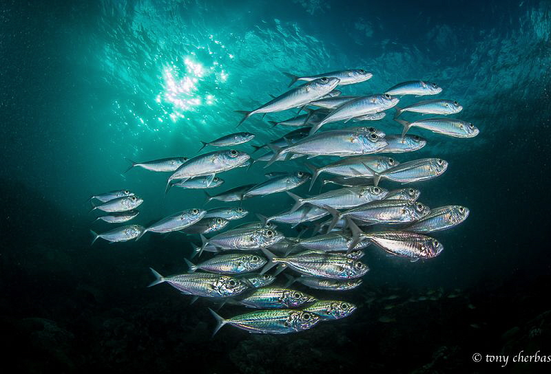 Motion of the Ocean : Happy 2017! by Tony Cherbas 