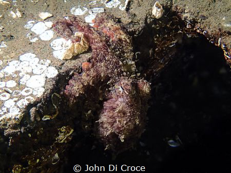 Red Octopus in Puget Sound by John Di Croce 