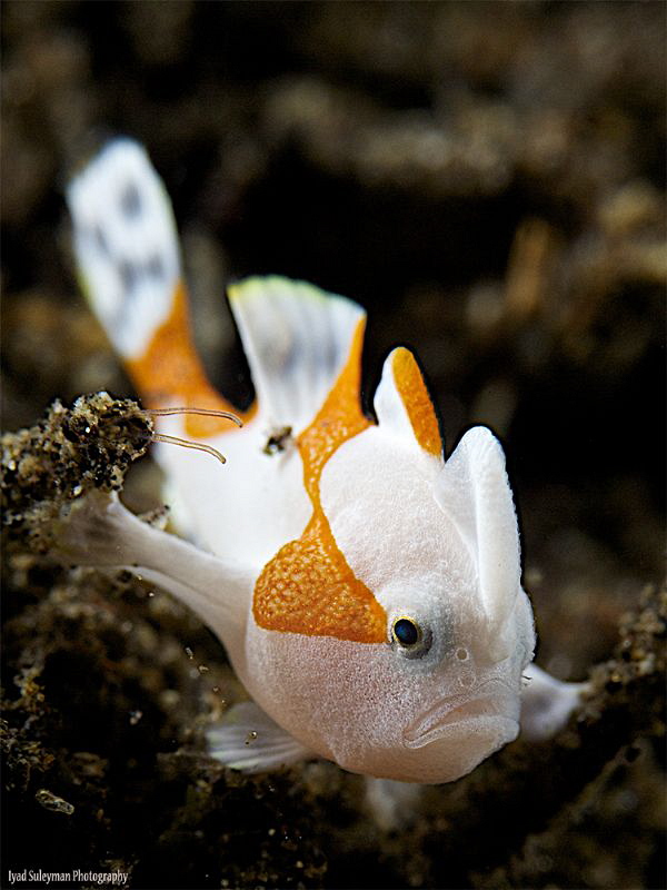 Juvenile Clown Frogfish by Iyad Suleyman 