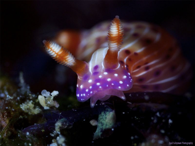 Hypselodoris maculosa (5mm)
Canon 70D, 100mm macro lens,... by Iyad Suleyman 
