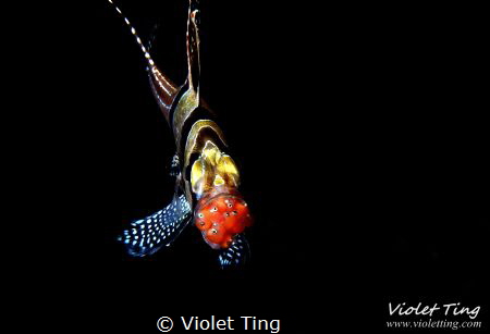 Pterapogon kauderni, male mouth brooding the eggs by Violet Ting 