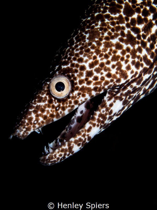 Spotted Eel Profile by Henley Spiers 