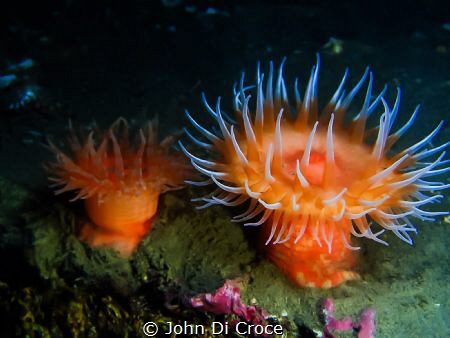 Swimming Anemone in Puget Sound Washington by John Di Croce 