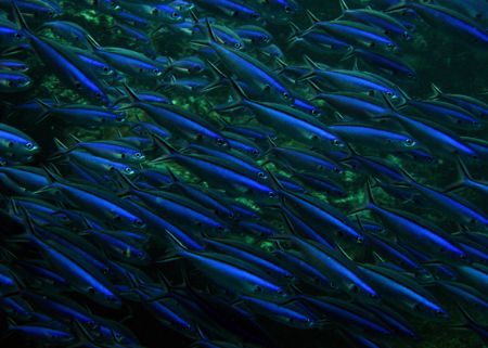 Thick school of Fusiliers in Palau... 
Canon IXUS 750... by Alex Tattersall 