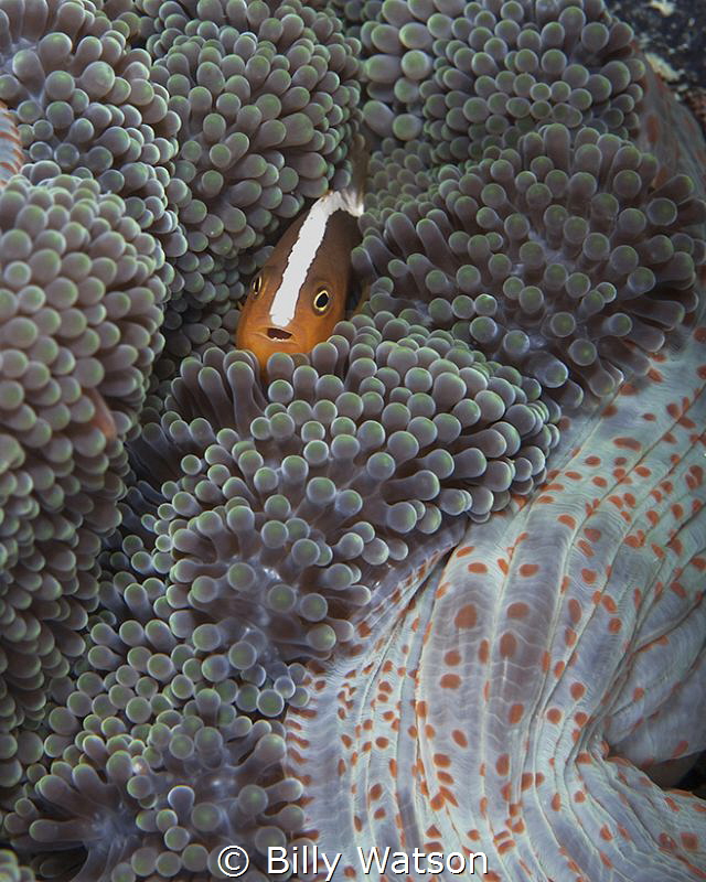 Taken on Mabul Island, Malaysia. The bold white stripe is... by Billy Watson 