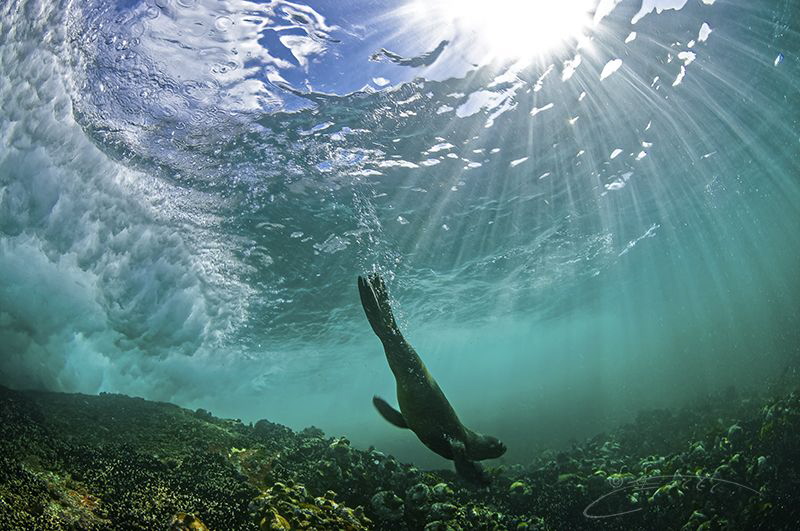 ~ Off to Hunt ~ by Geo Cloete 