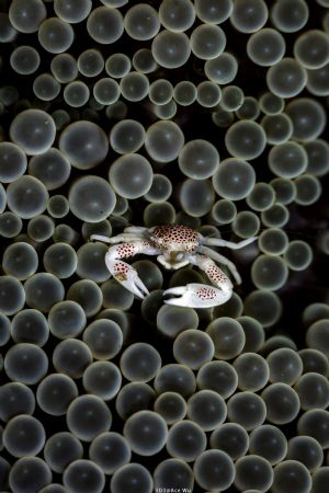 Bubble bath
Location :Dumaguete Philippines
Canon 5d3
... by Yung Sen Wu 