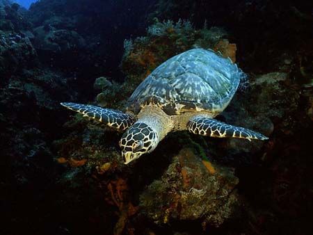 This photo was taken in 2005 , while diving in Cozumel. I... by Steven Anderson 