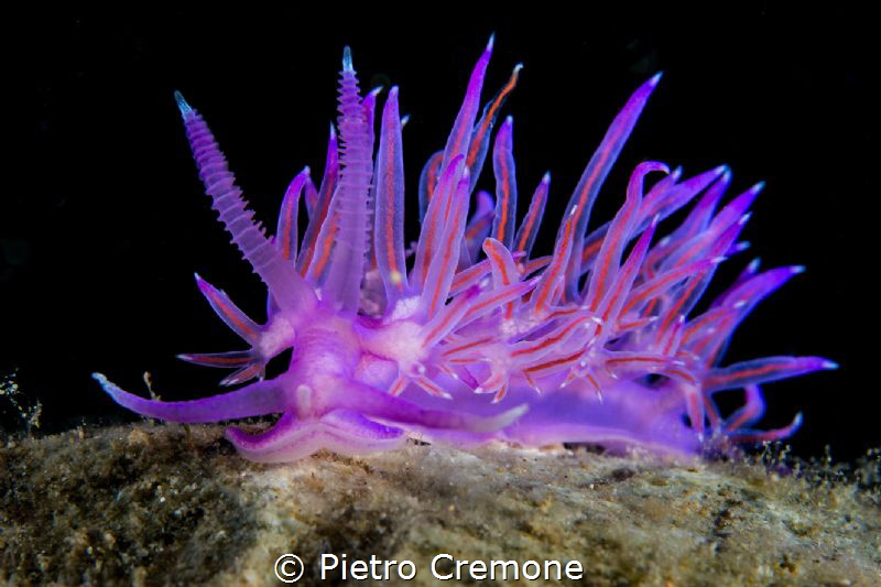 Flabellina ischitana by Pietro Cremone 