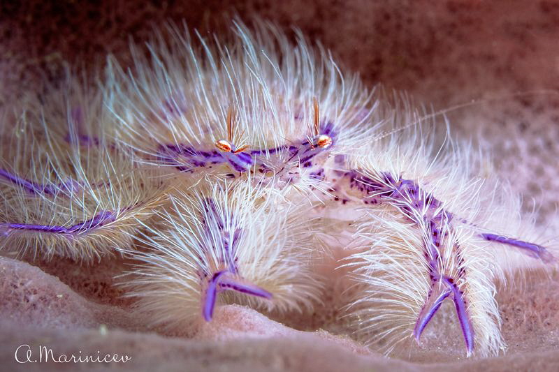 Hairy pink lobster by Aleksandr Marinicev 