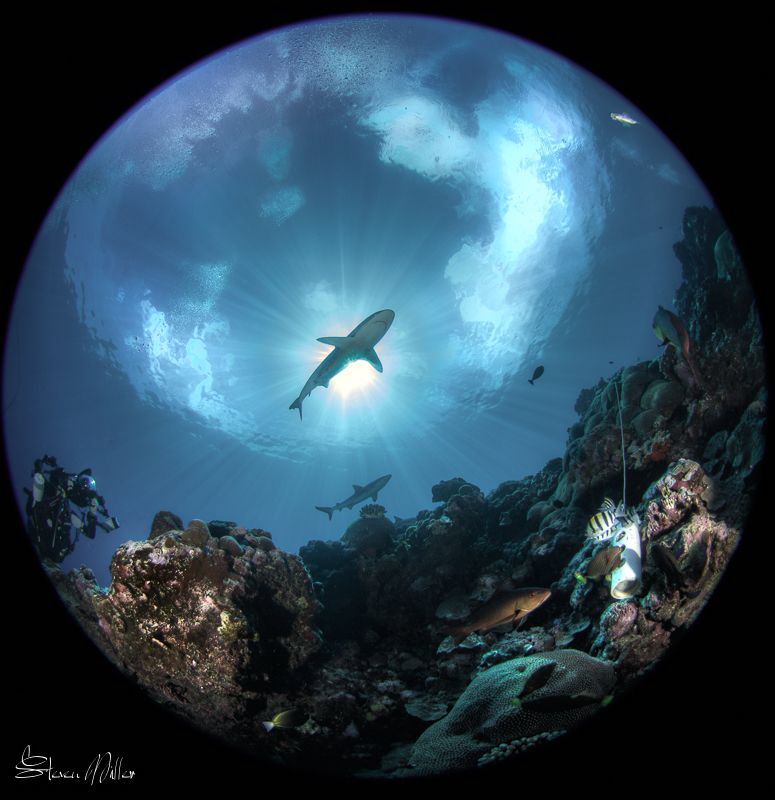 Starburst.  Calm seas, clear skies, and killer viz by Steven Miller 