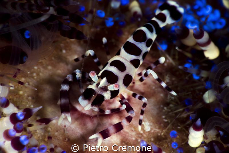 Coleman's shrimp by Pietro Cremone 