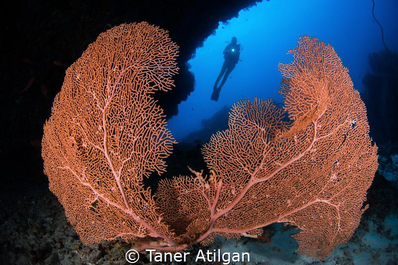 Gorgonia portrait from Maldives. by Taner Atilgan 