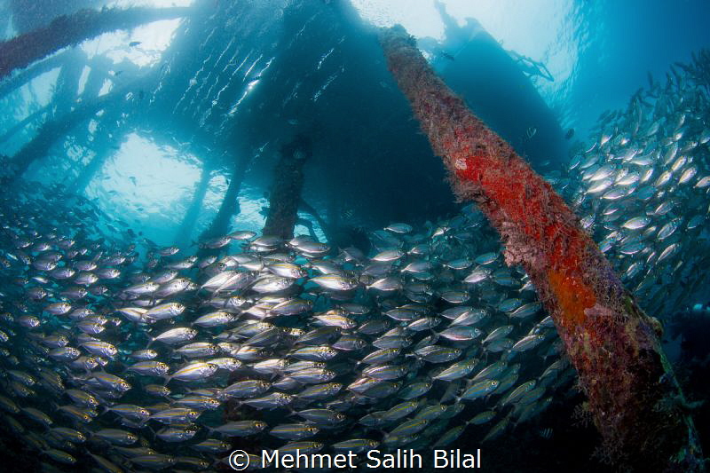 Arborek, Raja Ampat. Nikon D7200+ Tokina 10-17, at 10 mm ... by Mehmet Salih Bilal 