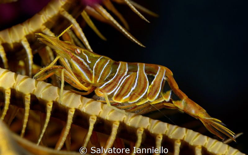 Mami yellow by Salvatore Ianniello 