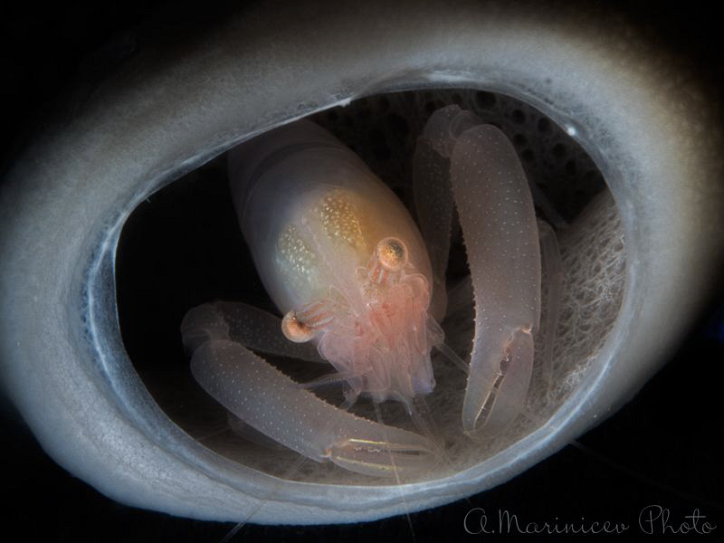 Soft Coral Snapping Shrimp by Aleksandr Marinicev 