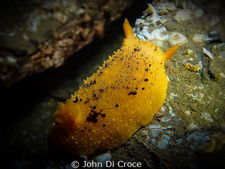 Monterey dorid in Puget Sound by John Di Croce 