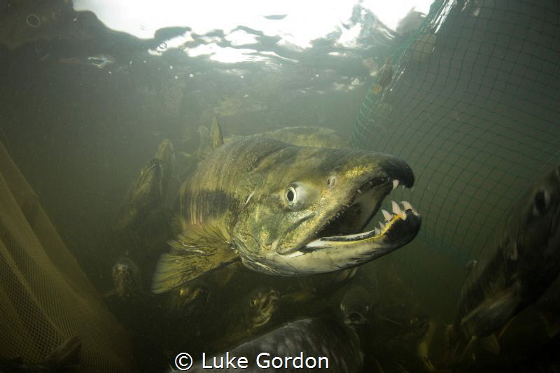 A male Chum Salmon avoiding the nets. These salmon are al... by Luke Gordon 