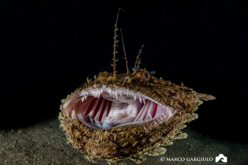 AARRGHHHH   - Anglerfish, night dive by Marco Gargiulo 