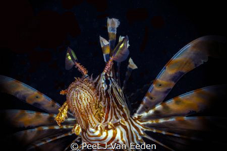 From the dark into the light by Peet J Van Eeden 