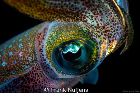 Eye of a juvenile squid on the surface, during a night di... by Frank Nuijens 