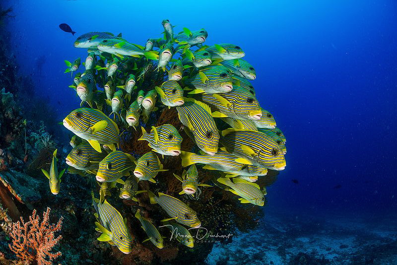 Sweetlips
broad smiles from my favourite fish :) by Mona Dienhart 