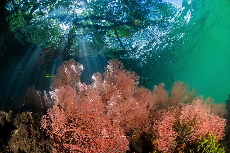 Connecting - when the trees meet the ocean by Mona Dienhart 